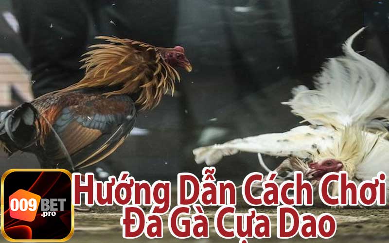 Hướng Dẫn Cách Chơi Đá Gà Cựa Dao